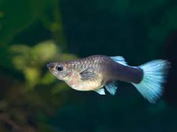 سمكة حامل من دون تزاوج تثير فضول العلماء في أميركا