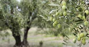 زراعة المزار الشمالي تحذر مزارعي الزيتون من الأجواء الخماسينية