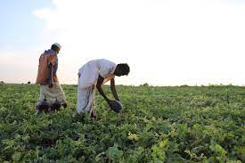 825650 دينارا قروض إعمار واستغلال الأراضي الزراعية خلال الربع الأول من العام الحالي