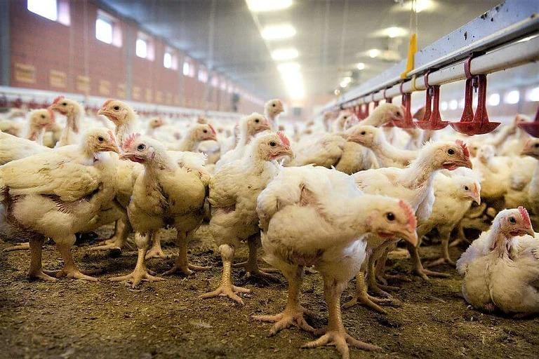 حماية المستهلك تطالب بشمول الدجاج الطازج بقرار السقوف السعرية