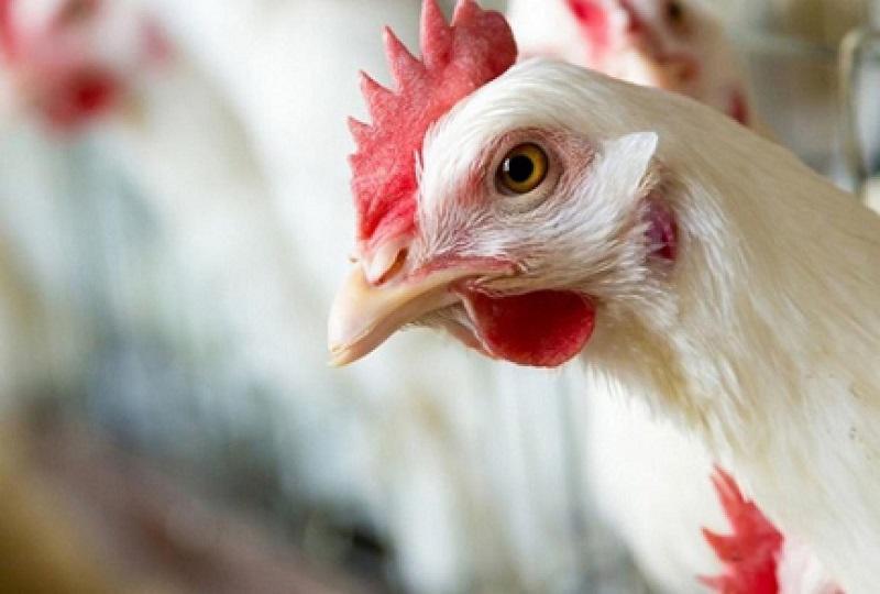 إتحاد المزارعين يكشف أسباب ارتفاع أسعار الدجاج