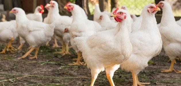 الحكومة : لا مبرر لارتفاع سعر الدجاج