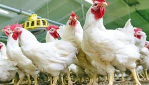 حماية المستهلك تتلقى شكاوى من عدم توفر الدجاج بأوزان مناسبة 