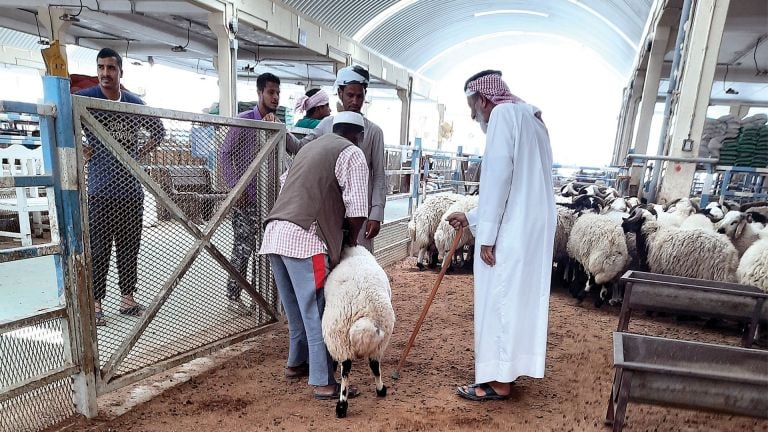 قطر: تجار ماشية يتعاقدون على استيراد خراف الأضاحي من الأردن