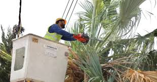 كهرباء إربد تنفذ كشفًا ميدانيًا على مواقع الأشجار المتداخلة مع الشبكة الكهربائية