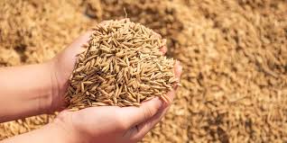 عطاء لشراء كميات من الشعير