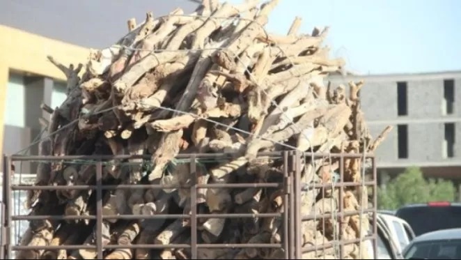 عاجل - عجلون: ضبط مركبتين محملتين بكميات من أشجار السنديان والملول المقطوعة