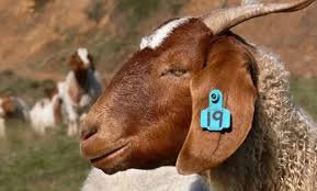 ترقيم زهاء 5890 رأس ماشية إلكترونيا في الطفيلة