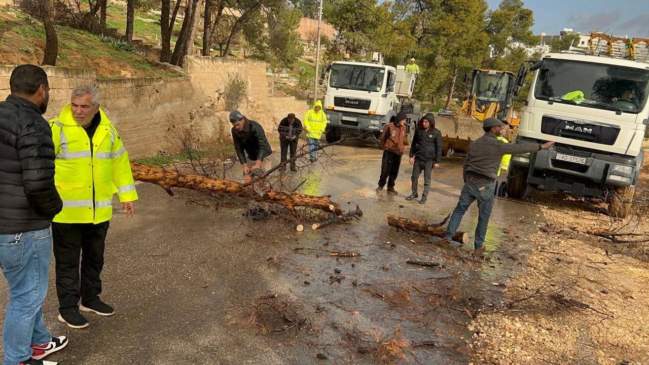 جرش: كوادر طوارئ دير الليات تتعامل مع سقوط شجرة على عامود كهرباء
