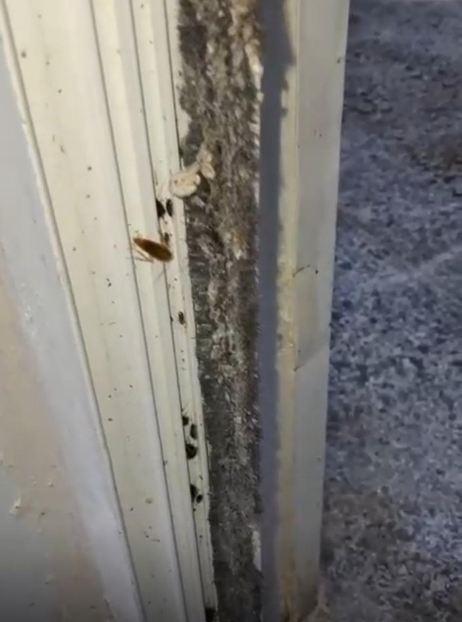 عاجل  إغلاق مخبز في أحد المولات بسبب وجود حشرات (صور)