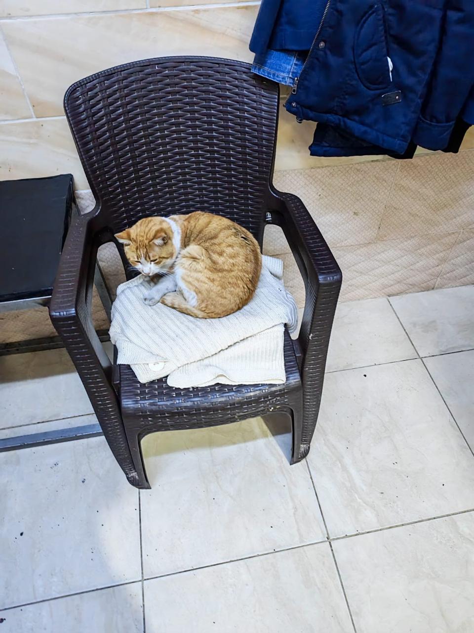 عاجل  الغذاء والدواء : توجيه إنذارات إلى 167 منشأة وإيقاف 7 منشآت عن العمل وإغلاق مشغل كيك(صور)