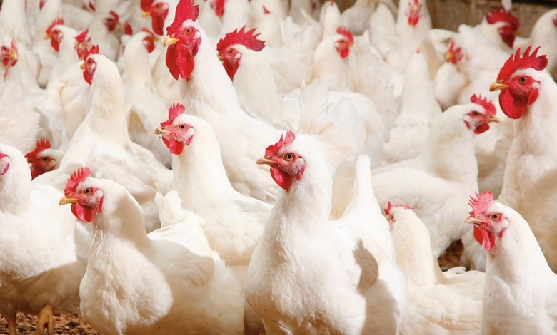 عاجل   الصناعة ترصد 18 مخالفة في أول أيام رمضان وتؤكد استقرار أسعار الدواجن