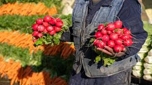 وزير الزراعة : 61 نسبة الاكتفاء الذاتي من المحاصيل الزراعية في المملكة