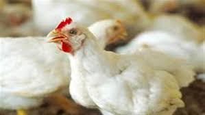 لقاء حكومي نيابي مع مربي الدواجن لضمان استقرار الإنتاج والأسعار